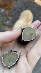 Rhizopogon