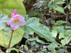 Begonia formosana