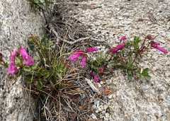 Penstemon newberryi