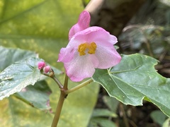 Begonia formosana