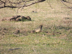 Saltator aurantiirostris