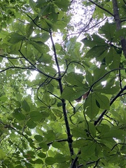 Magnolia macrophylla