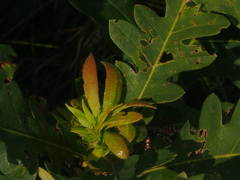 Andricus quercusfrondosus