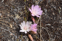 Lewisia rediviva