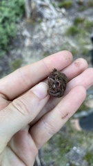 Hydnotrya