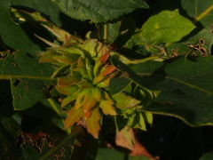 Andricus quercusfrondosus