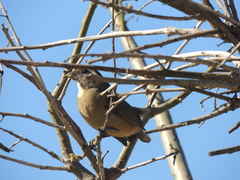 Saltator aurantiirostris