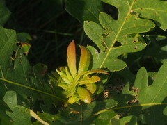 Andricus quercusfrondosus