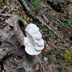 Trametes elegans