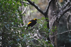 Sericulus chrysocephalus