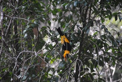 Sericulus chrysocephalus