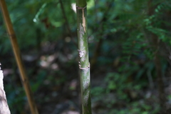 Phyllostachys aurea