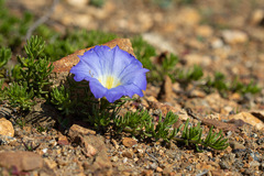 Nolana filifolia