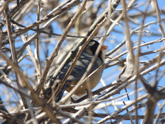 Saltator aurantiirostris
