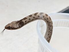 Hypsiglena chlorophaea