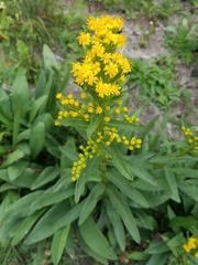 Solidago sempervirens