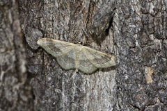 Idaea aversata