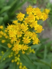 Solidago sempervirens