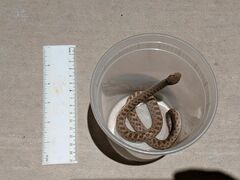 Hypsiglena chlorophaea