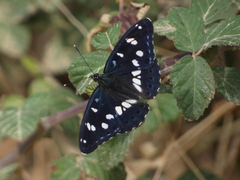 Limenitis reducta