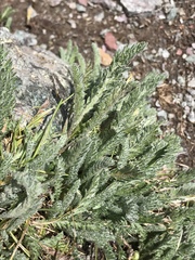 Achillea nana