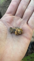 Leucogaster citrinus