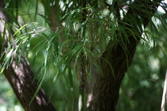 Phyllostachys aurea