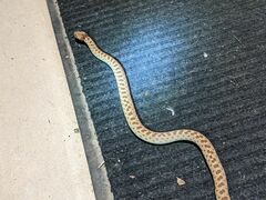 Hypsiglena chlorophaea