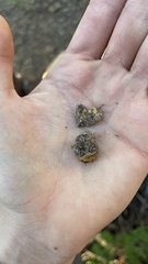 Leucogaster citrinus