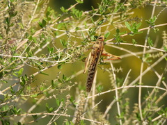 Schistocerca americana