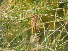 Schistocerca americana