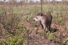 Tapirus terrestris