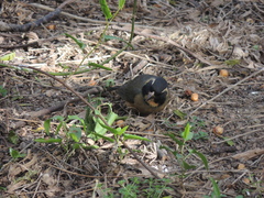 Saltator aurantiirostris
