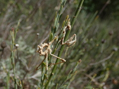 Empusa fasciata