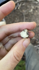 Leucogaster citrinus