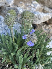 Polemonium eximium
