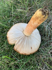 Russula amoenolens