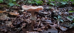 Amanita