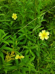 Potentilla recta