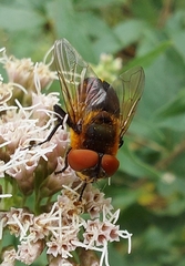 Phasia hemiptera