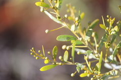 Acacia dictyophleba