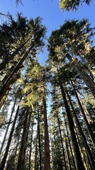 Leucogaster citrinus