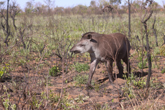 Tapirus terrestris