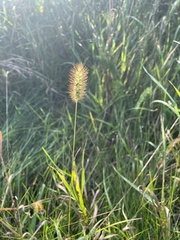 Setaria