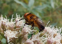 Phasia hemiptera
