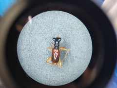 Cicindelinae