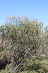 Acacia dictyophleba