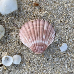 Pecten fumatus