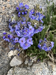 Polemonium eximium