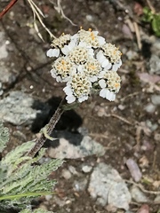 Achillea nana